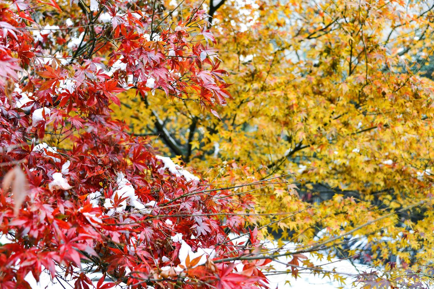 red-maple-tree-in-winter-21910091-stock-photo-at-vecteezy
