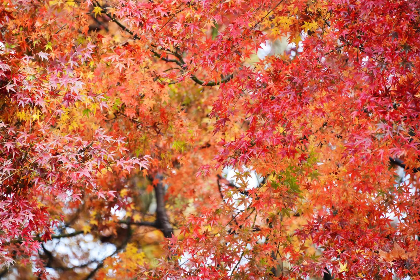 red-maple-tree-21910098-stock-photo-at-vecteezy