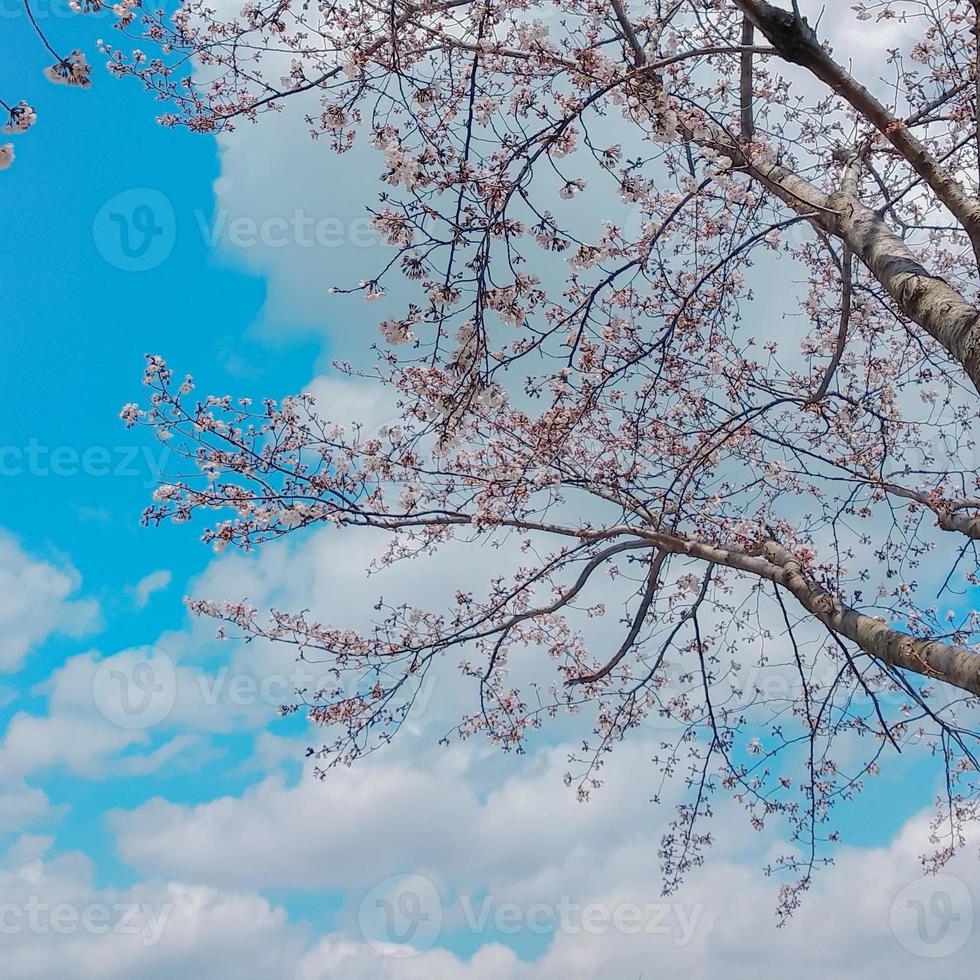 sakura cherry blossom branches against blue sky in Japan photo