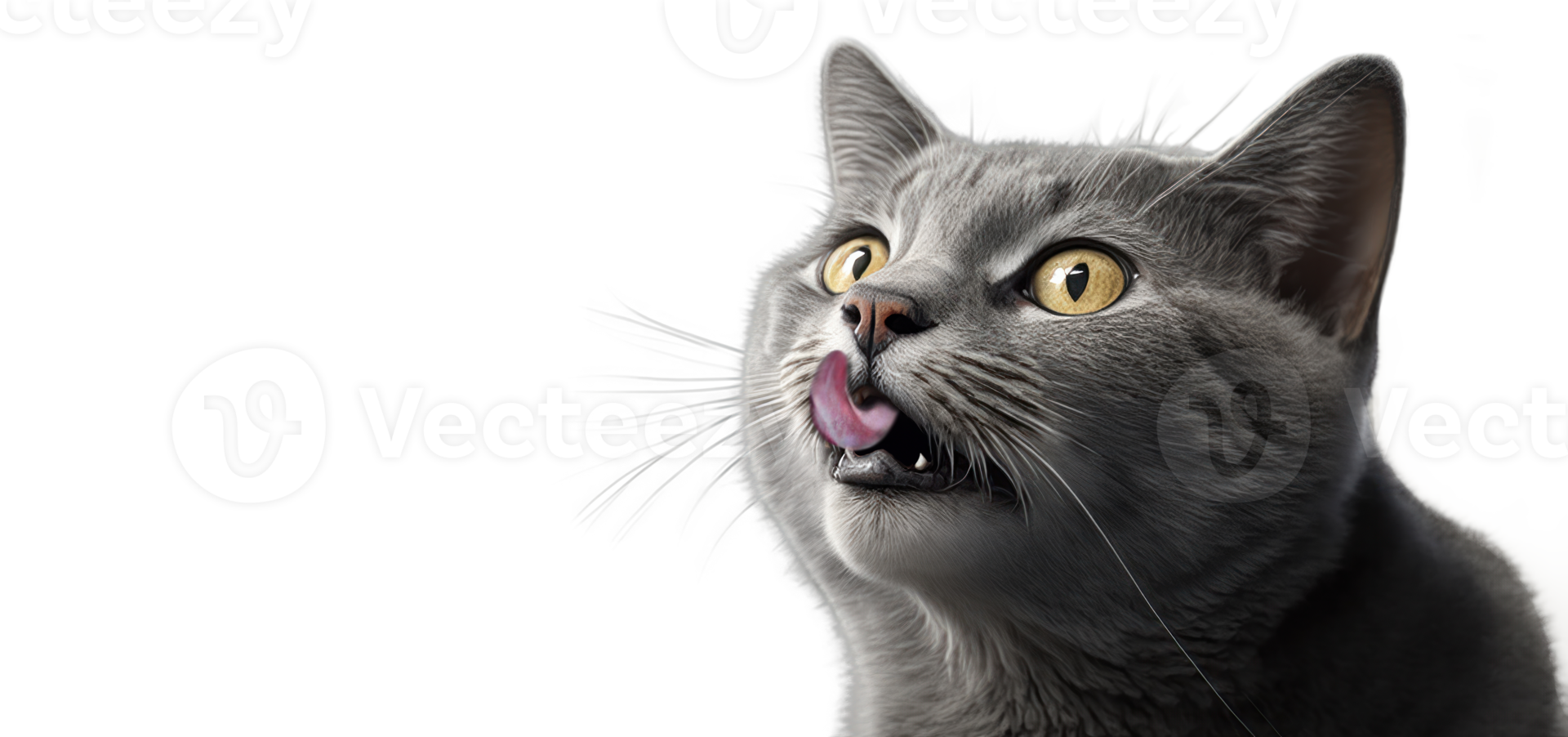 portrait of a friendly looking gray cat licking lips on transparent background png file.