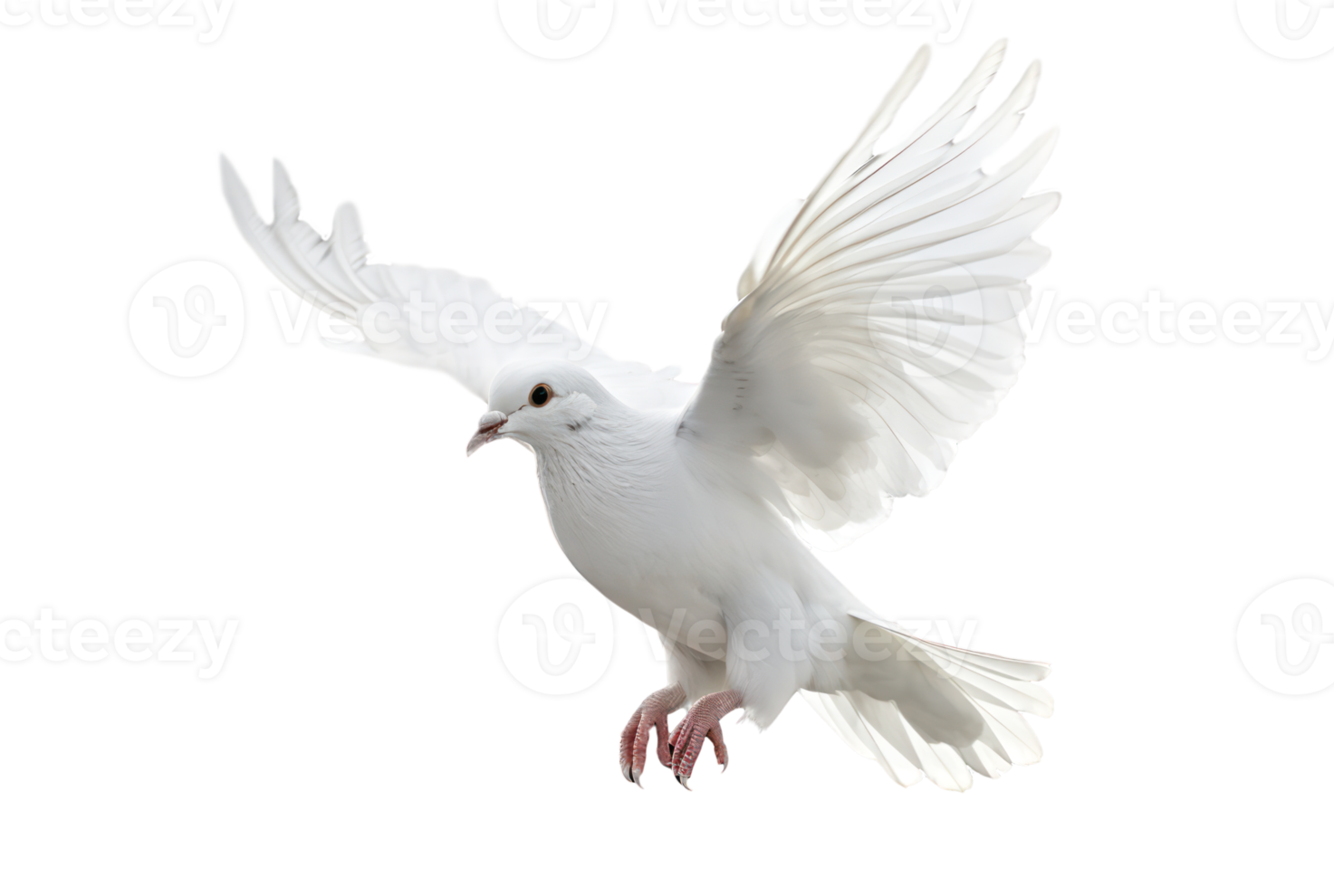 White dove flying on transparent background png  .freedom concept and international day of peace