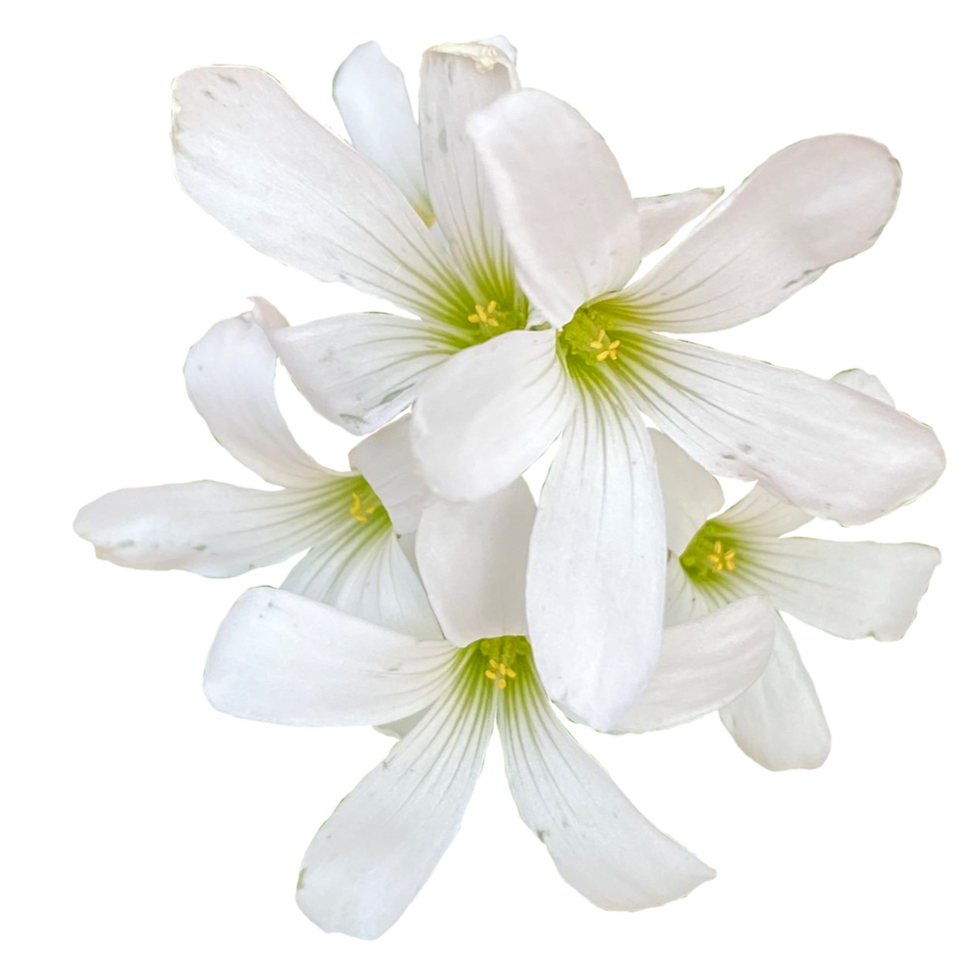 Oxalis triangularis flower png
