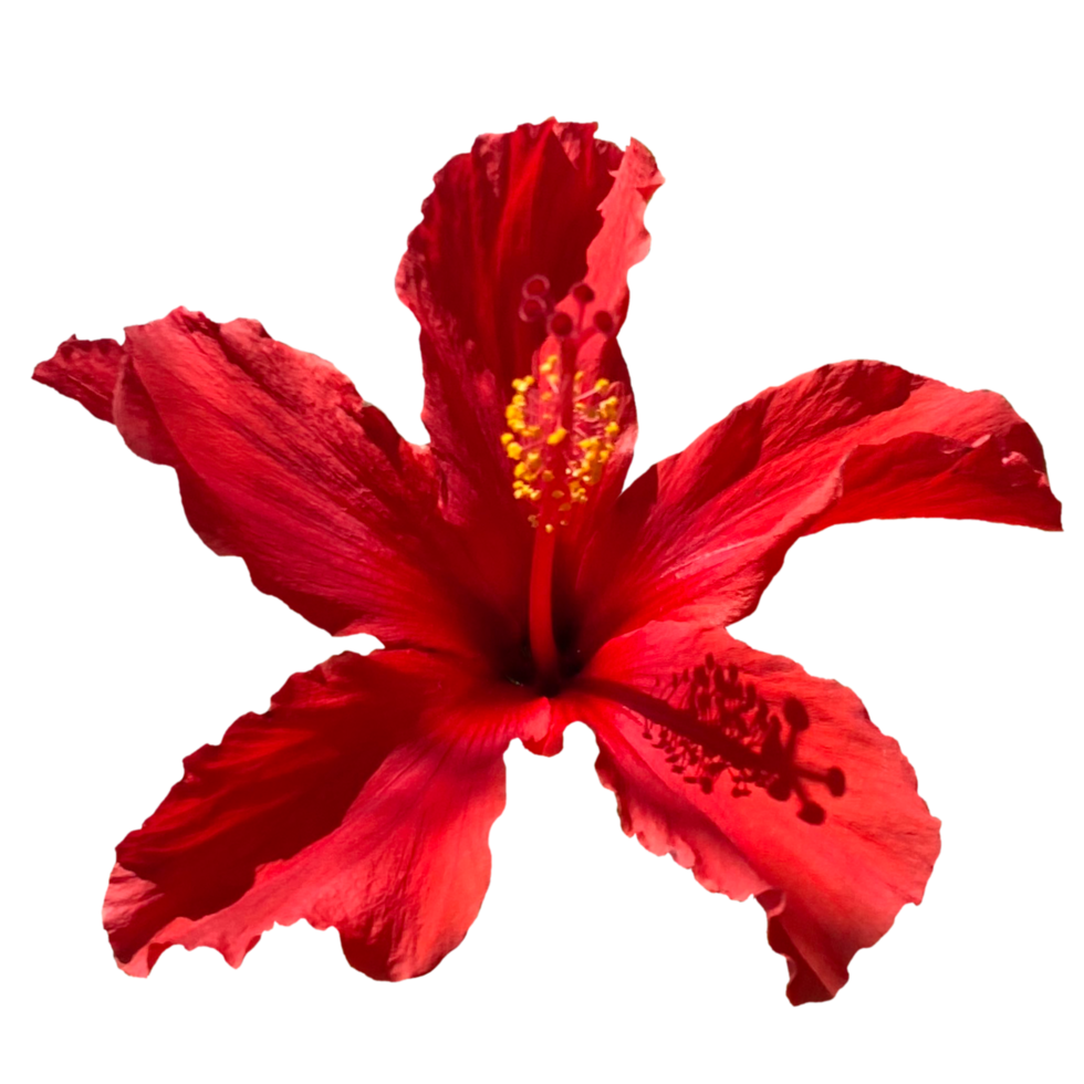 fiore di ibisco rosso png