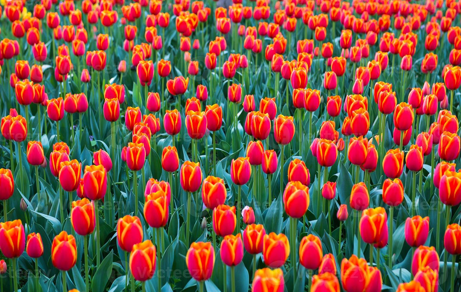 Tulip. Beautiful bouquet of tulips. colorful tulips. photo