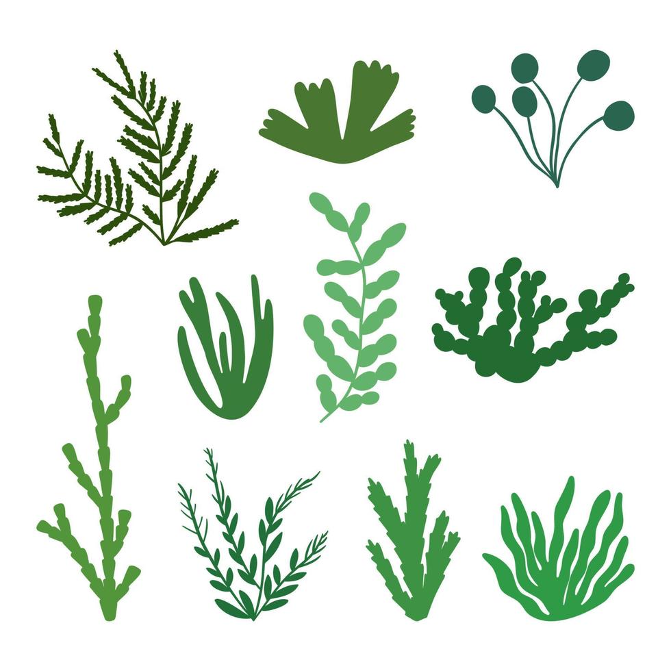 Cute green seaweed set. Marine plant elements. Cartoon vector