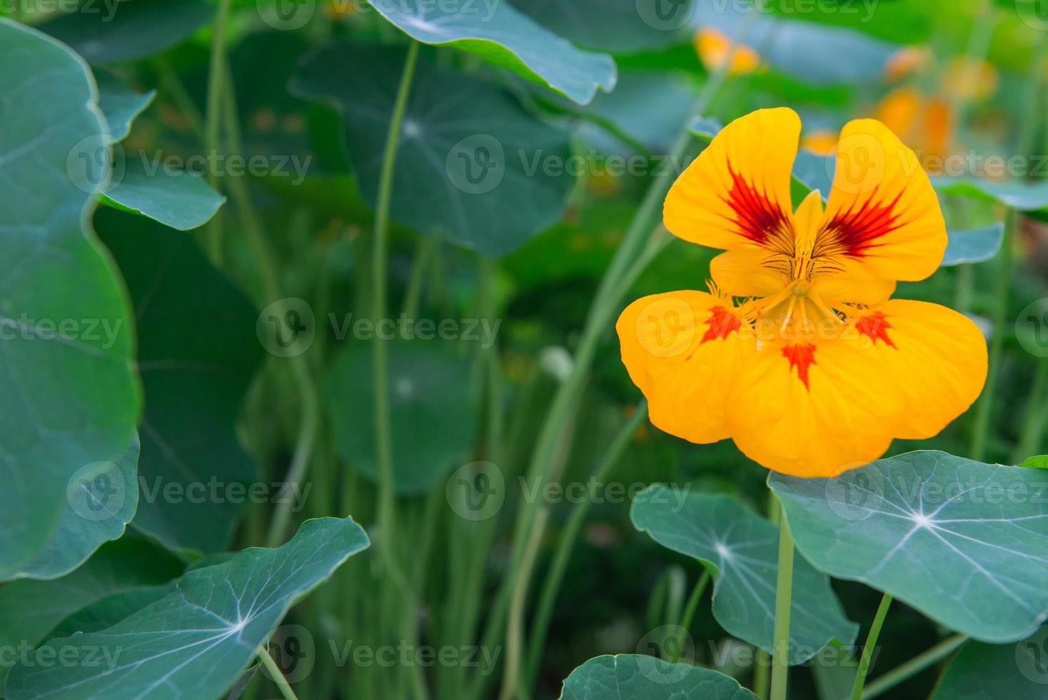 Nasturtium flowers in the garden photo