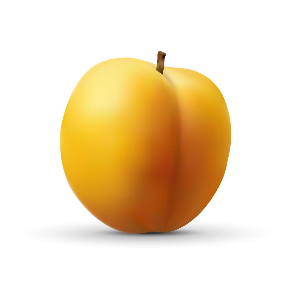 realistic apricot isolated on white background. vector