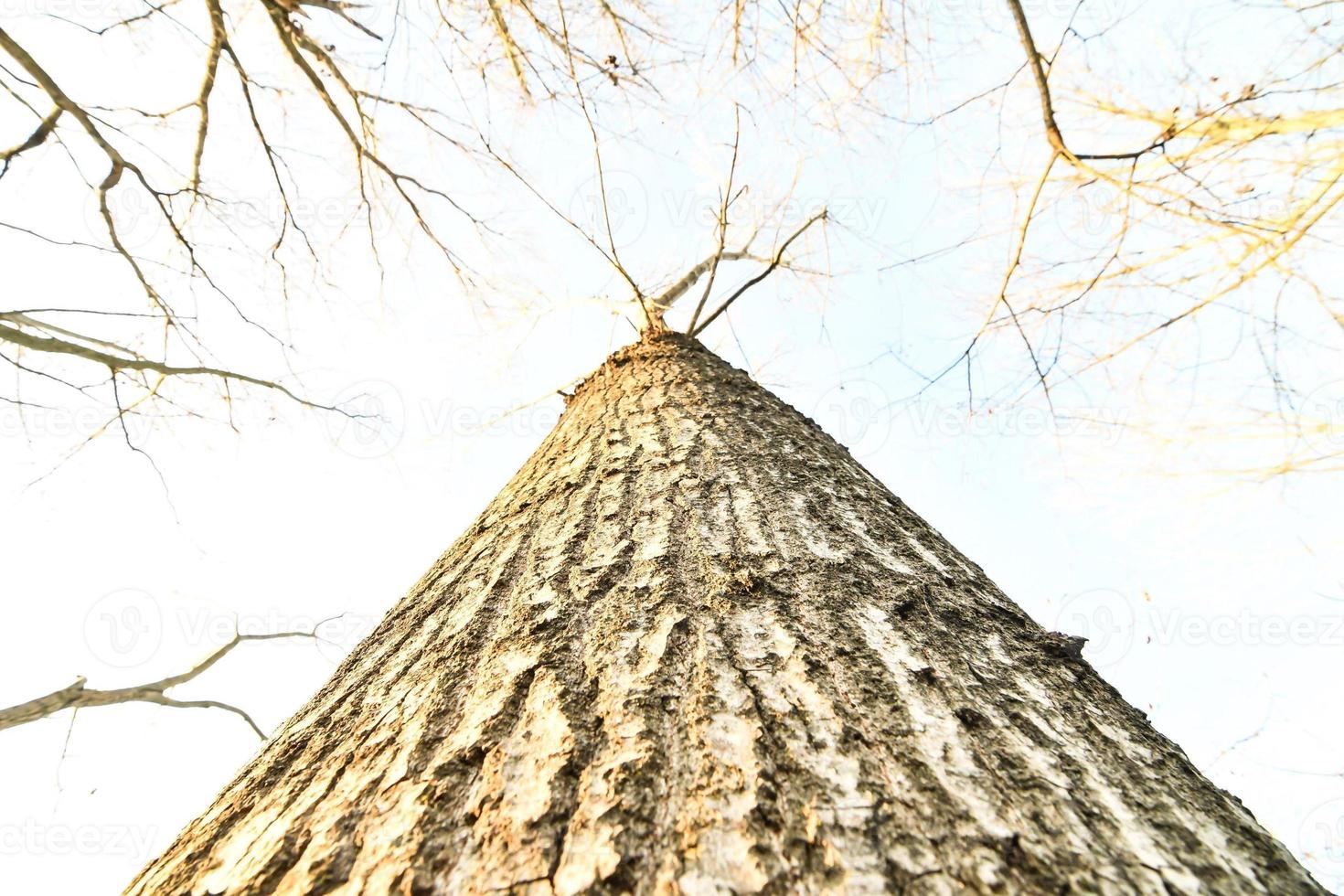 arboles en el bosque foto