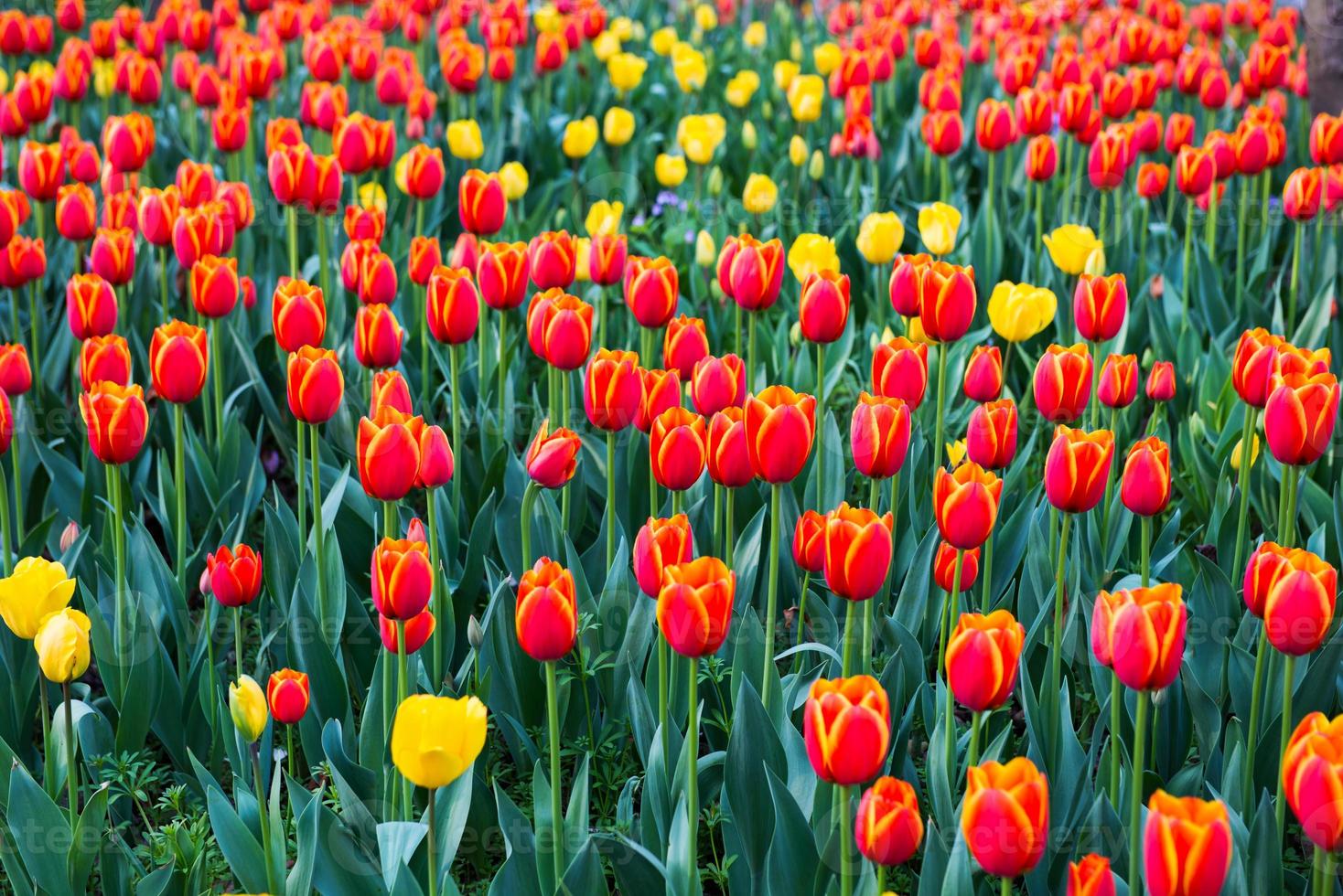 Tulip. Beautiful bouquet of tulips. colorful tulips. photo