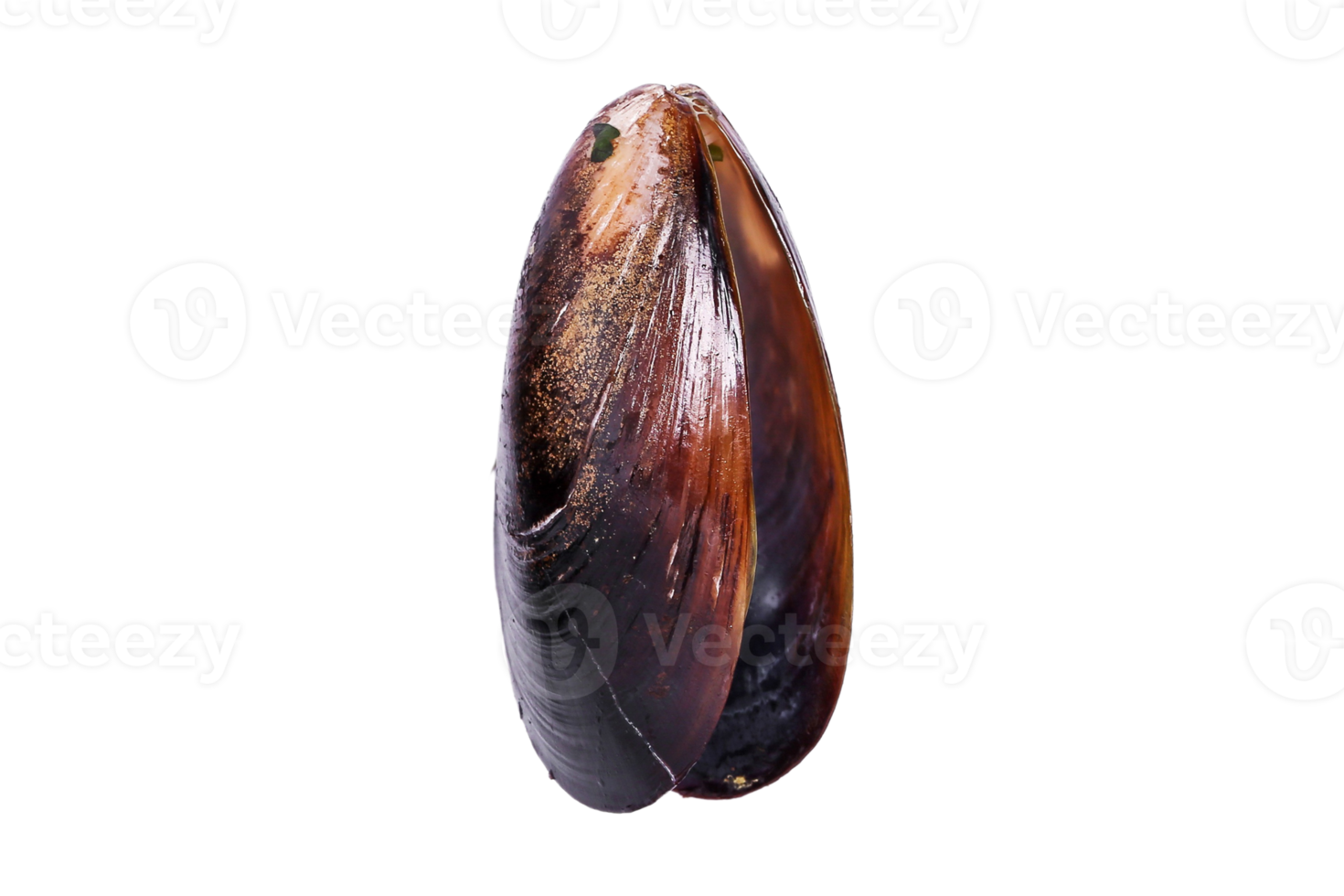 Oysters isolated on a transparent background png