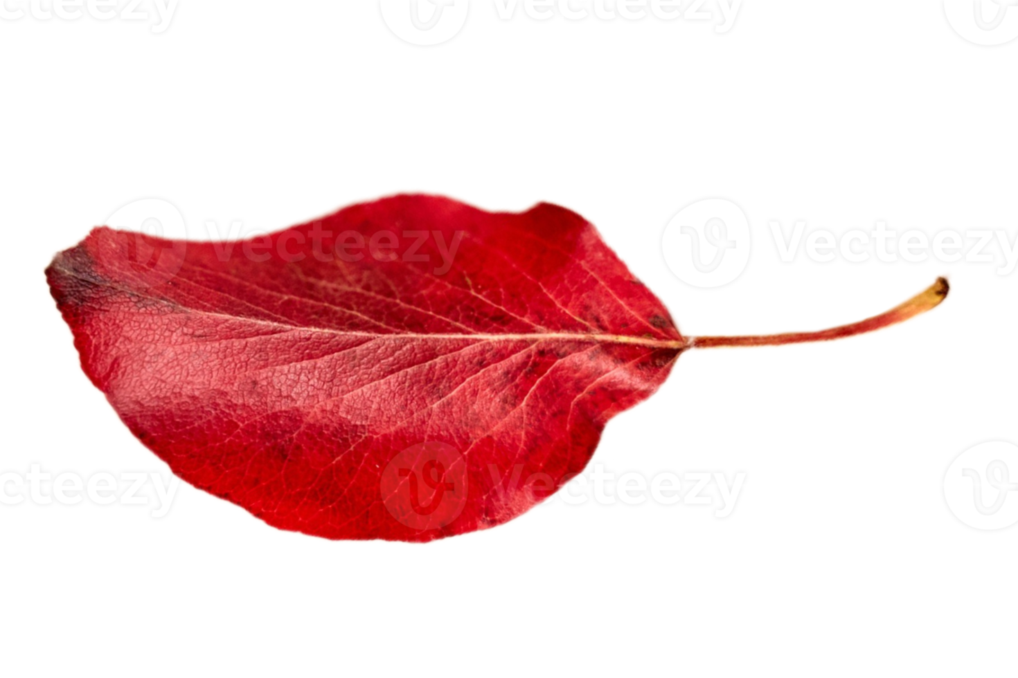 Red leaf isolated on a transparent background png