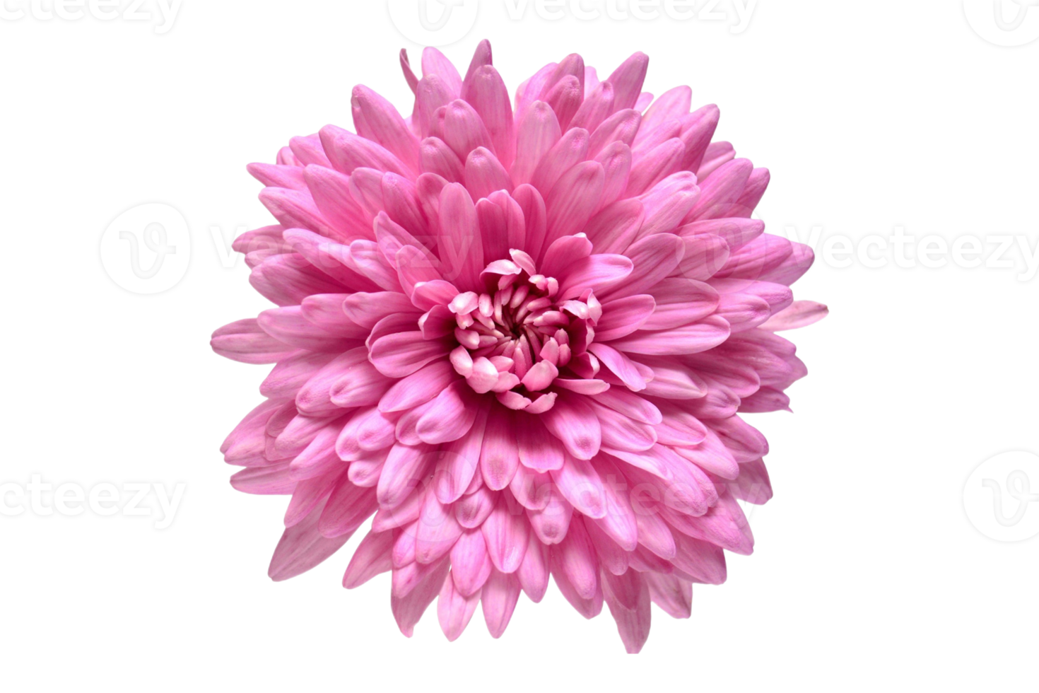 Pink flower isolated on a transparent background png