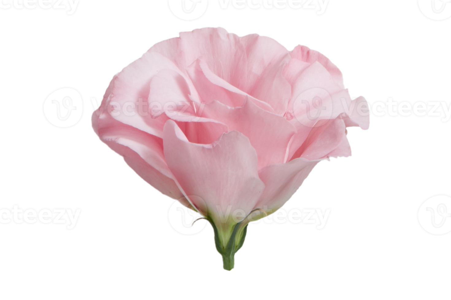 Pink flowers isolated on a transparent background png