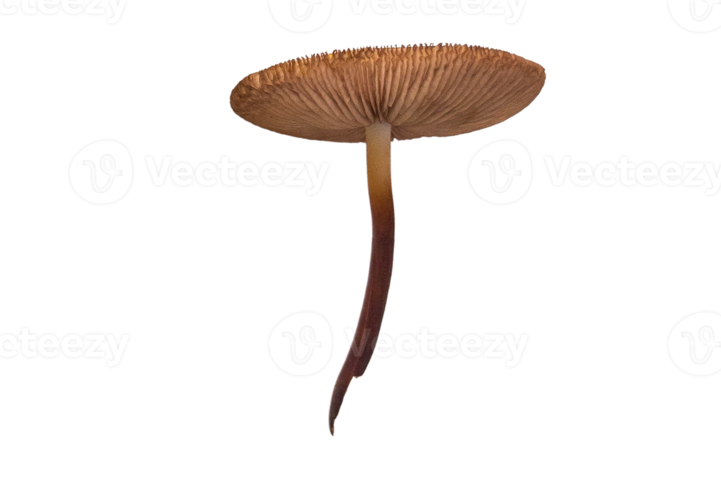 Mushroom vegetable isolated on a transparent background png