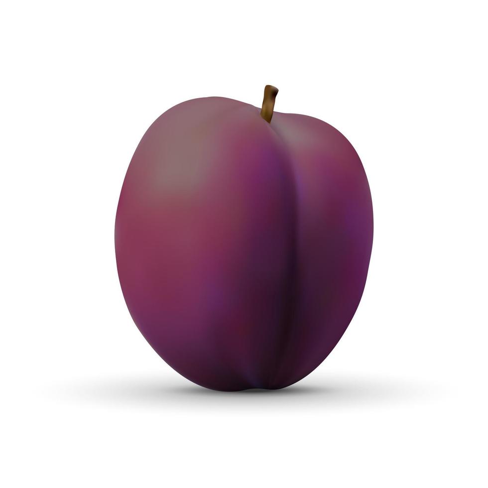 realistic plum isolated on white background. vector