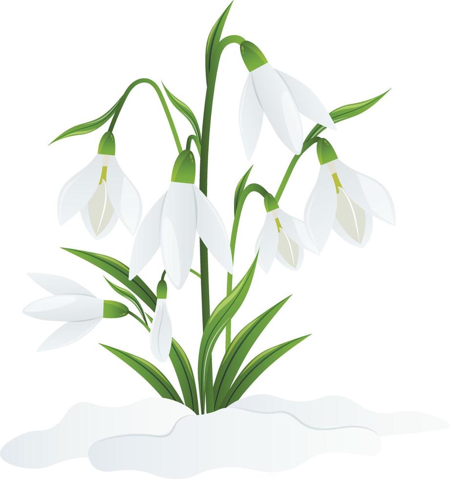 primavera blanco flores de campanillas en verde tallos son perforado fuera de el nieve. campanillas o galanthus nivalis en nieve en un blanco antecedentes. primavera vector ilustración. vector antecedentes con flor