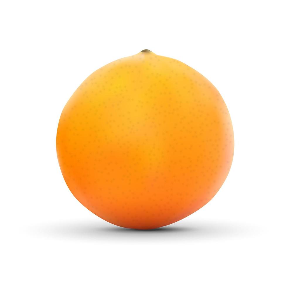realista naranja aislado en blanco antecedentes. vector