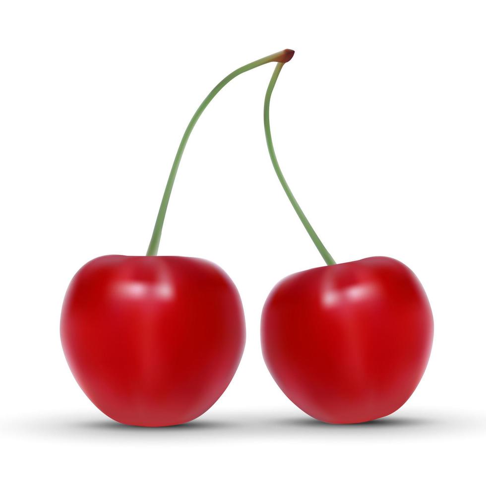 realistic cherry isolated on white background. vector