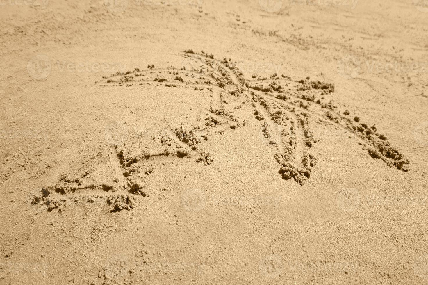 Palm Tree Drawing in Sand photo