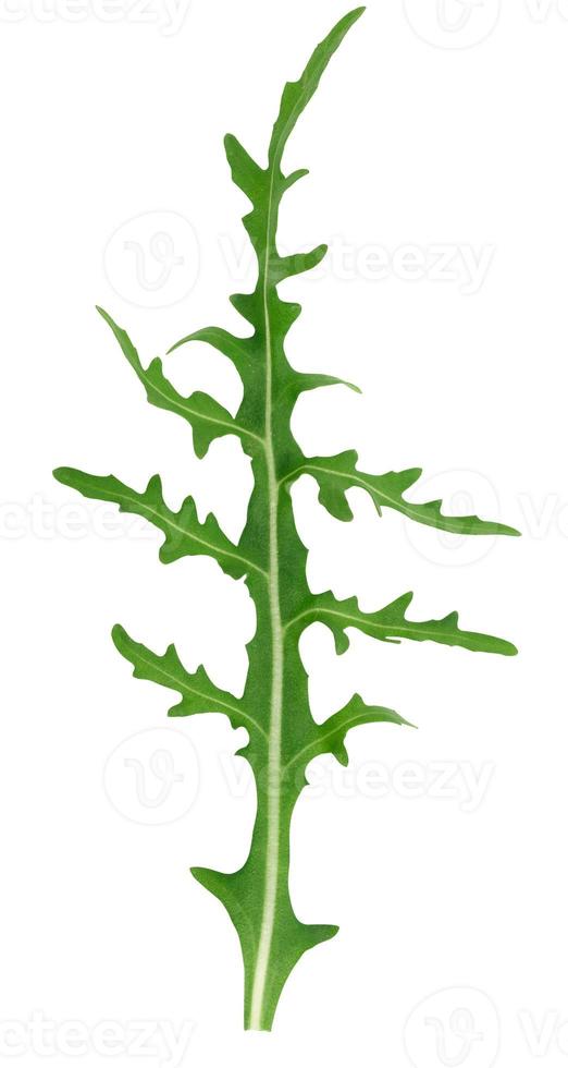 Green leaf of arugula on a white isolated background, ingredient for salad photo