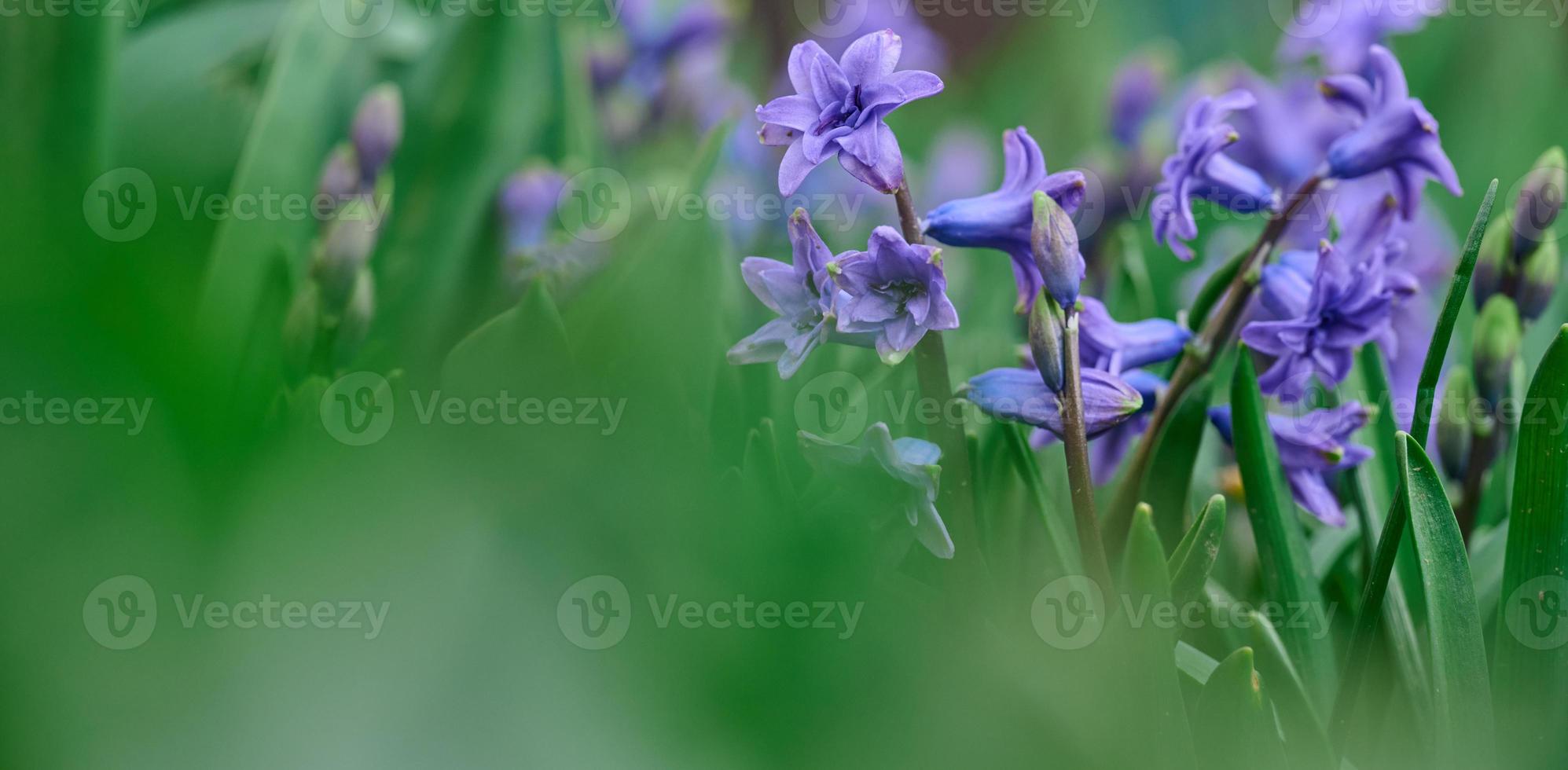 Blooming blue hyacinth in the garden on a summer sunny afternoon, selective focus photo