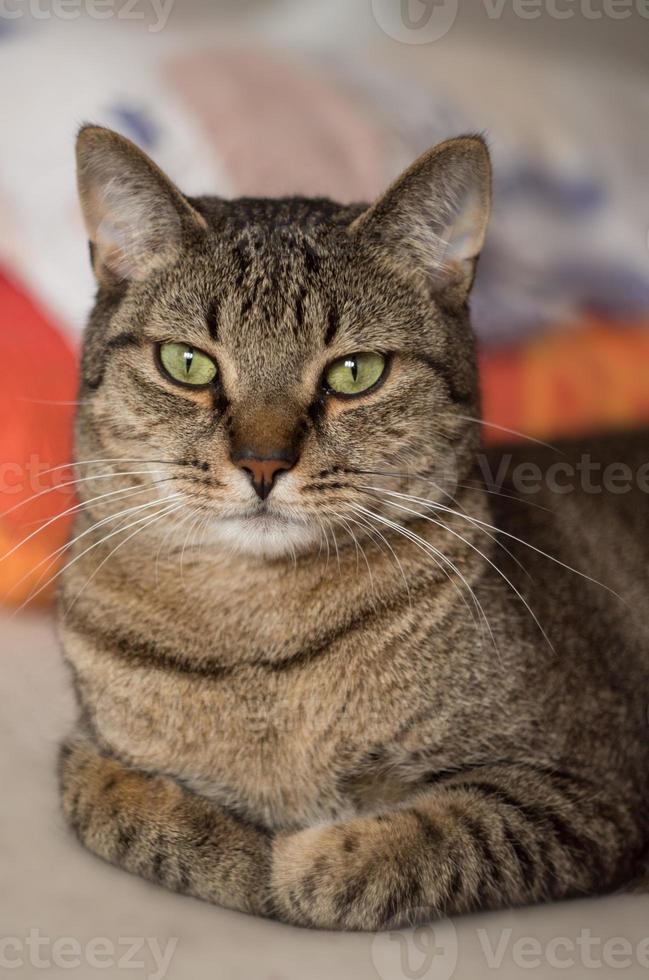 linda gato con verde ojos retrato foto