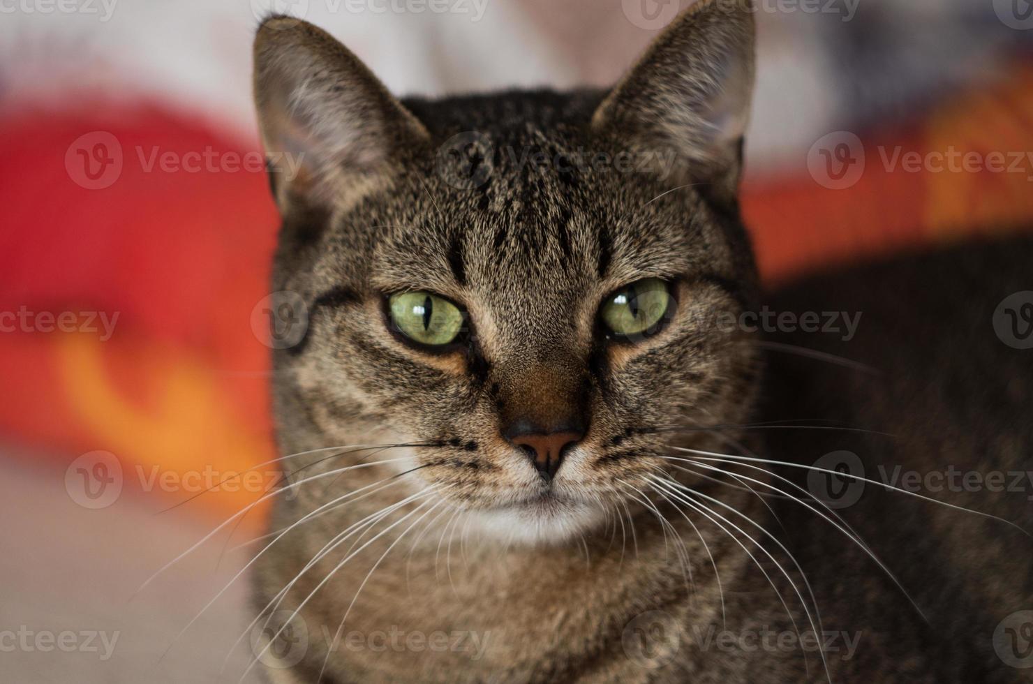 linda gato curioso con verde ojos foto