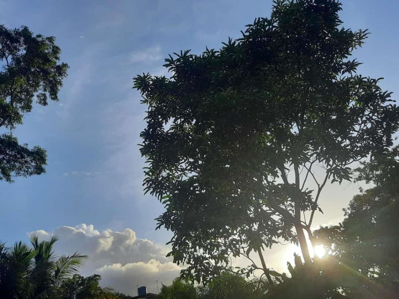 rayo de ligero viniendo mediante el hojas de un árbol foto