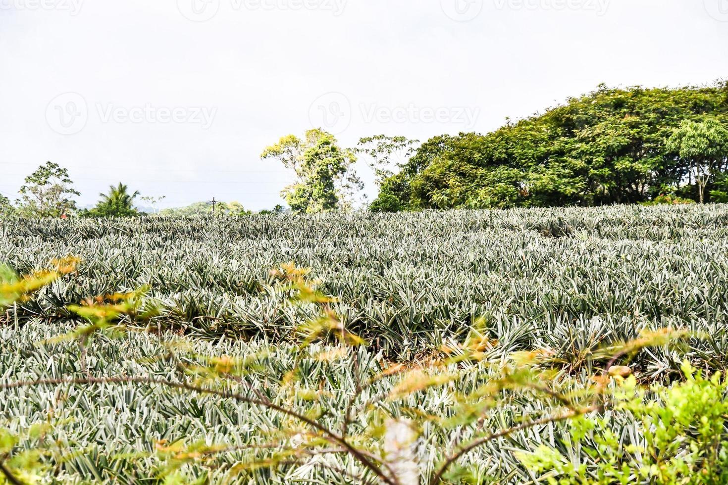 Scenic rural landscape photo