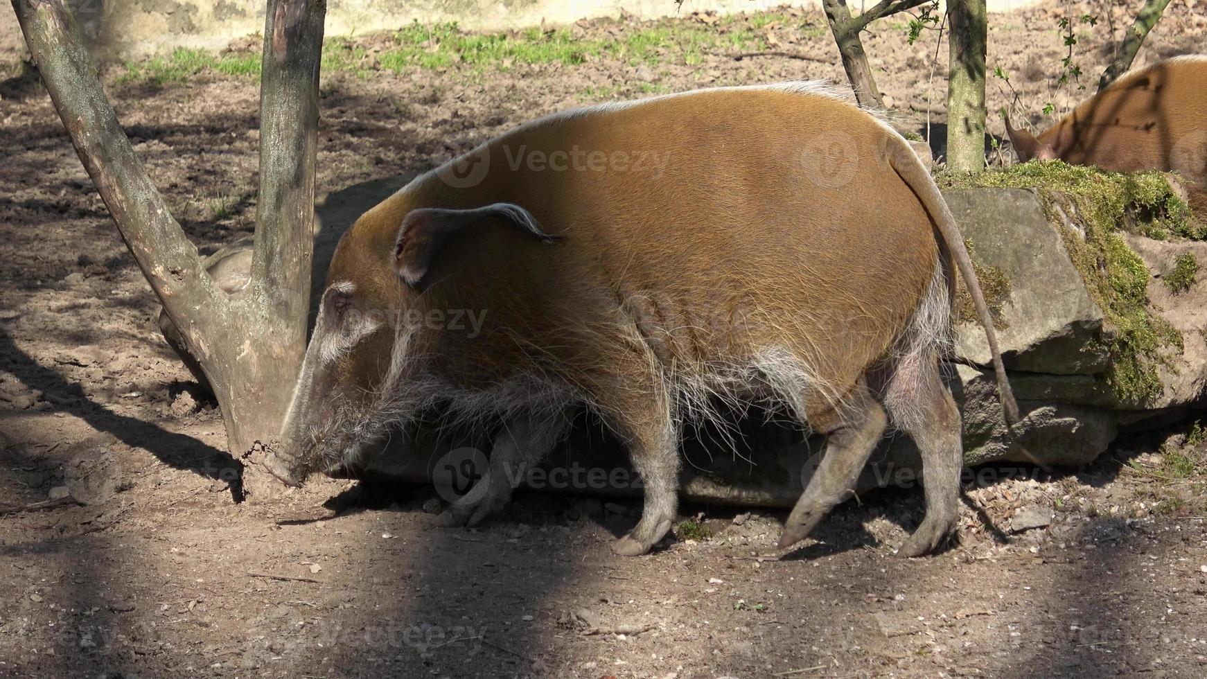 Red River hog potamochoerus porcus en busca de comida. foto