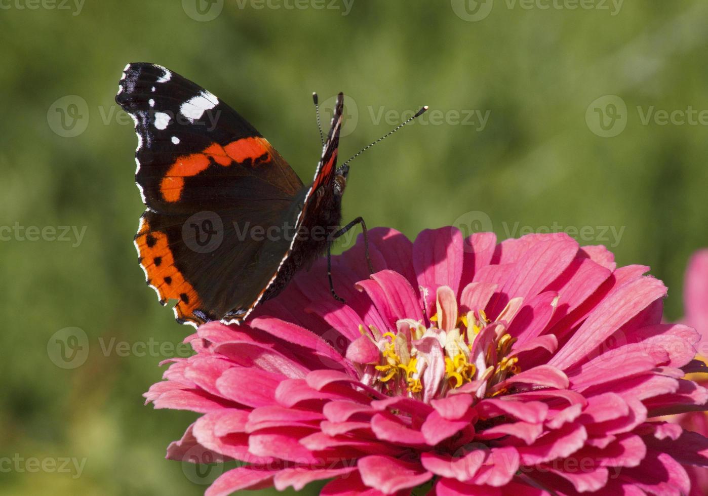 rojo almirante mariposa en zinnia flor foto