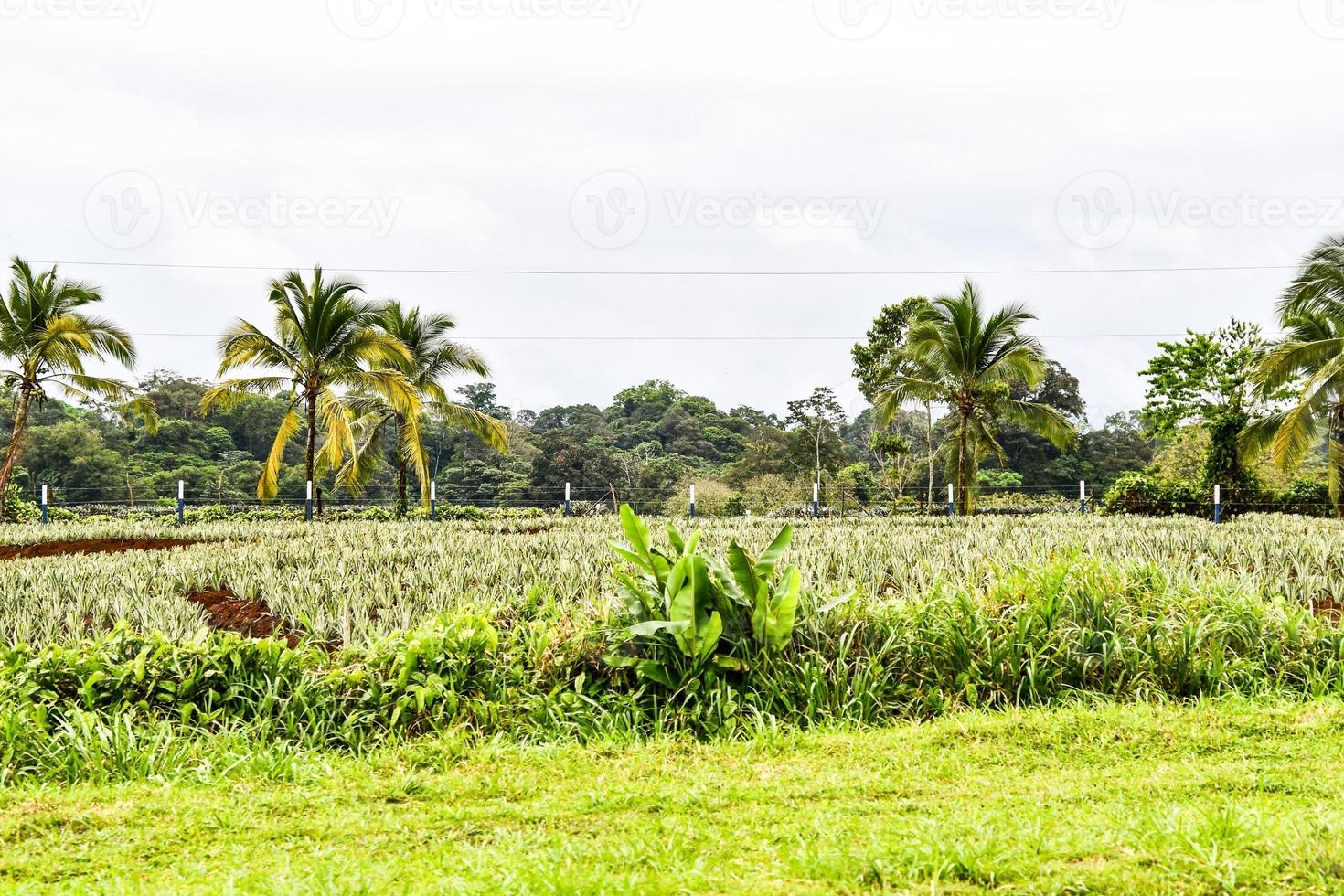 Scenic rural landscape photo
