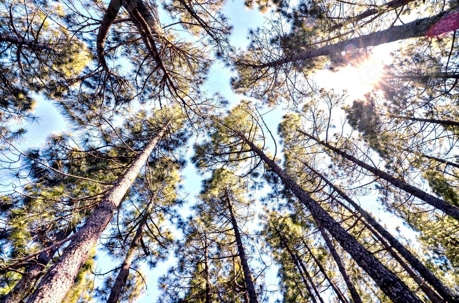 Trees in the forest photo