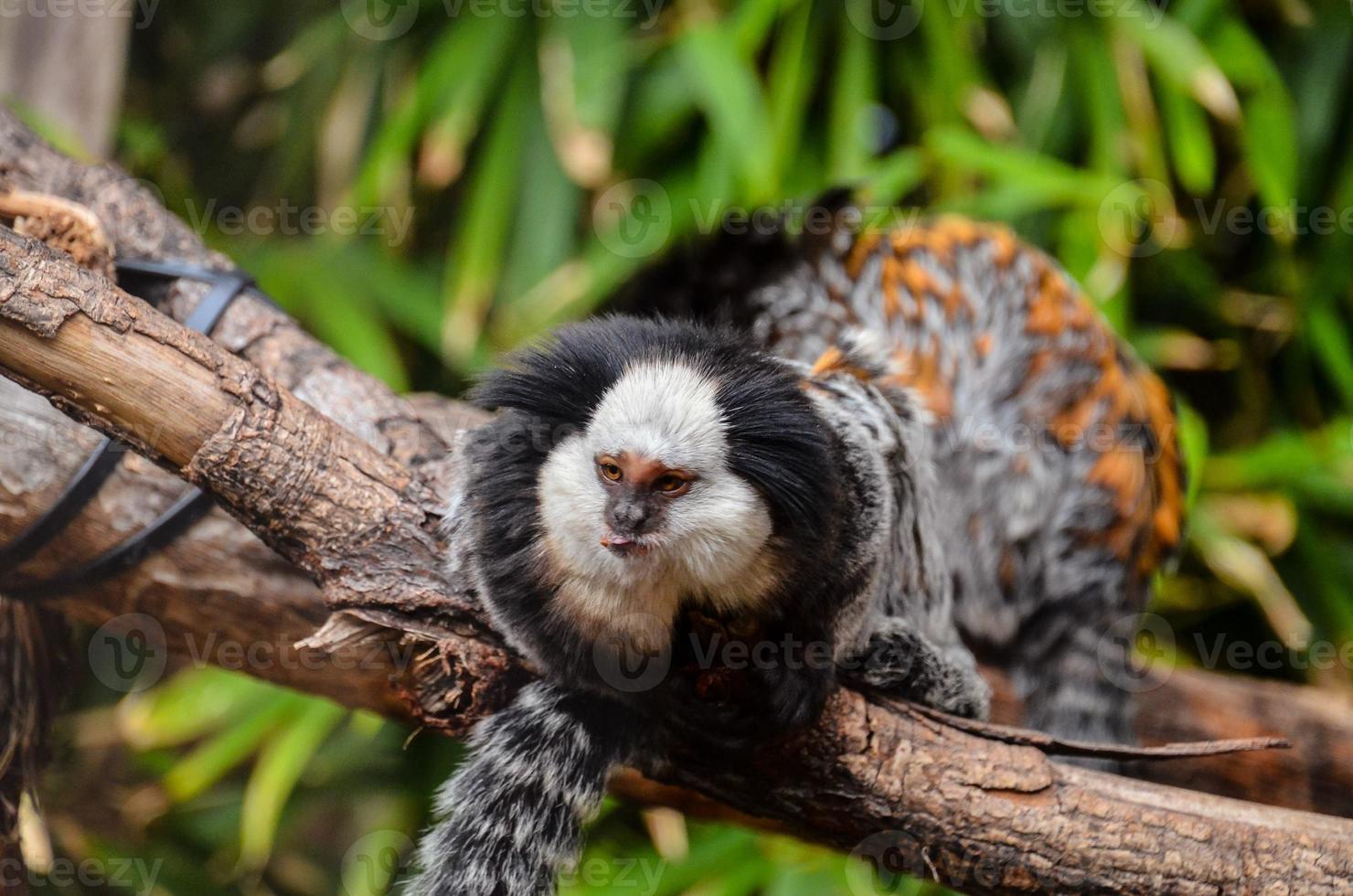 Monkeys at the zoo photo