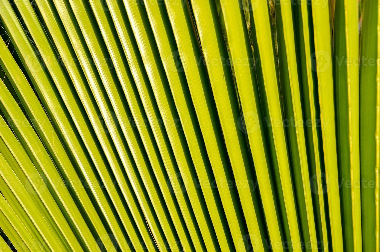 Green palm leaf photo