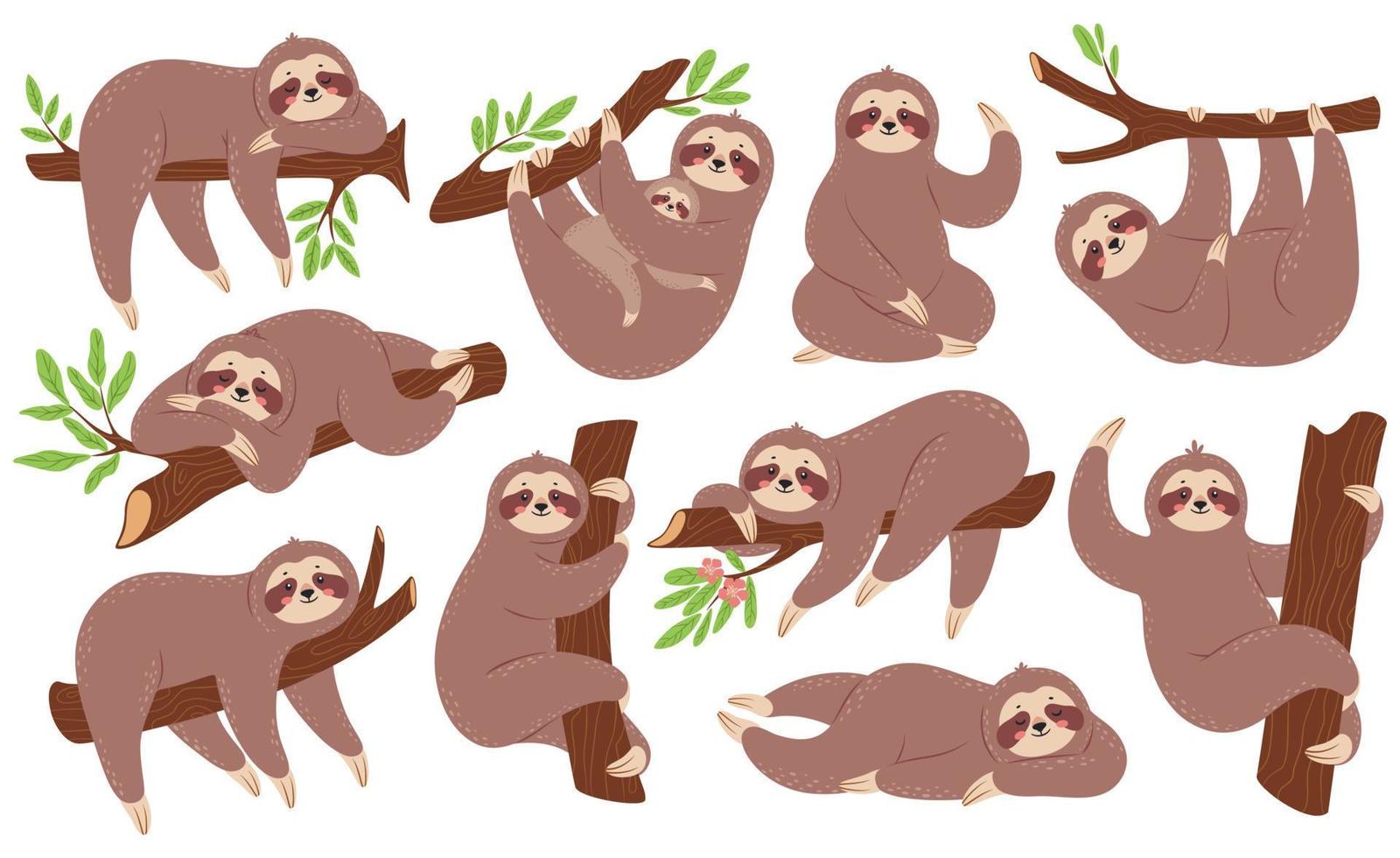Sloth. Funny sloths hanging on branch, climbing tree, sleeping. Cute baby animal with mother. Lazy sleepy animals in various poses vector set