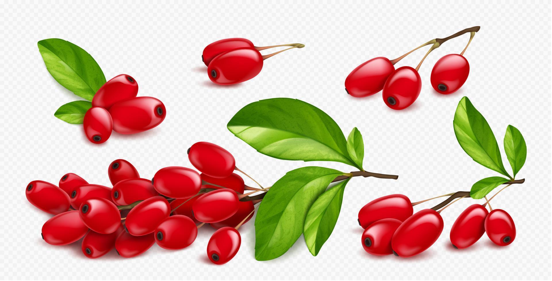 Barberry, fresh wild forest red berries vector