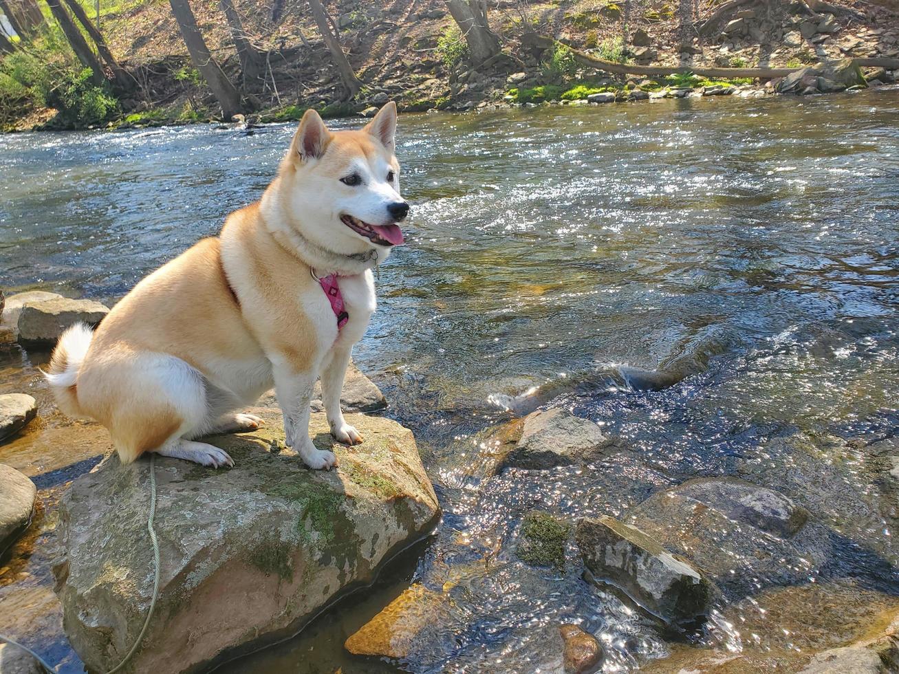 Shiba Dog 1 photo
