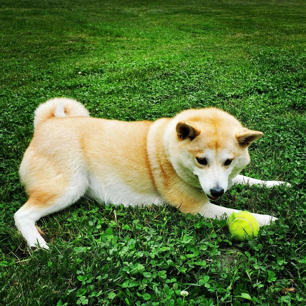 Shiba Dog 2 photo