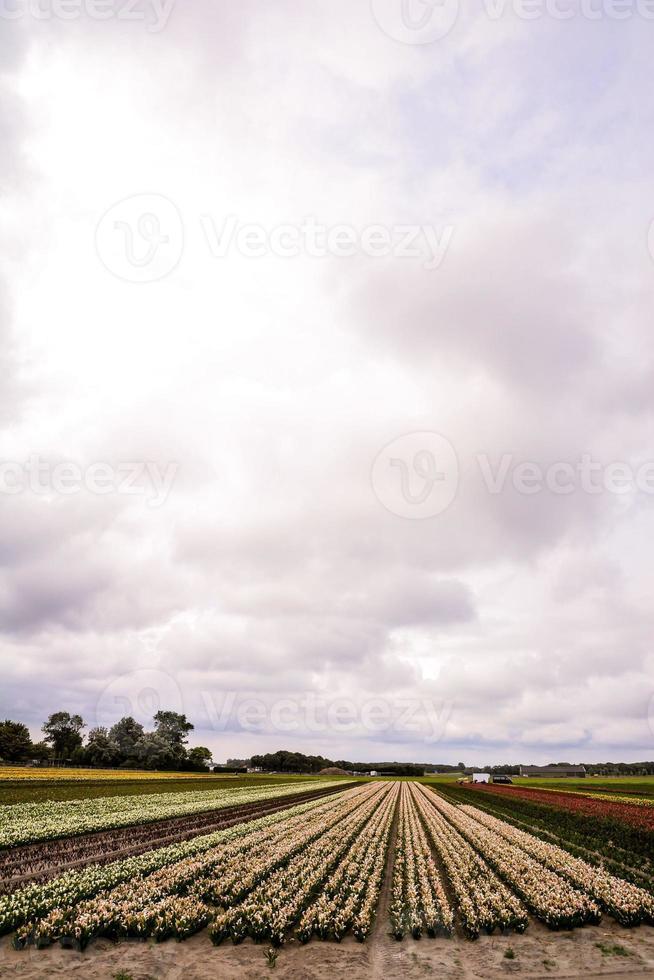 Scenic rural landscape photo