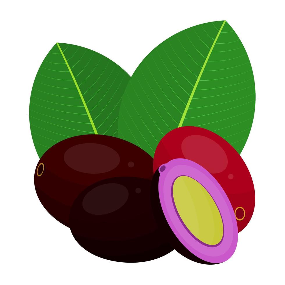 Duwet Fruit Is A Fruit That Has A Sweet And Slightly Sour Taste. This Fruit Grows In The Southeast Asia Region vector