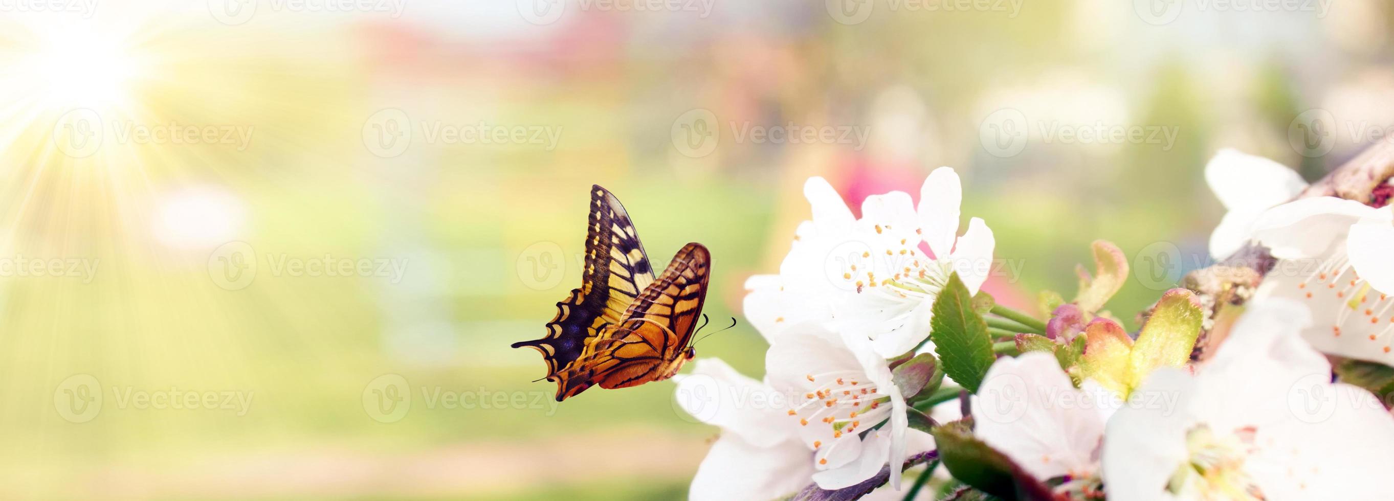 Butterfly and a beautiful nature view of spring flowering trees on blurred background. photo