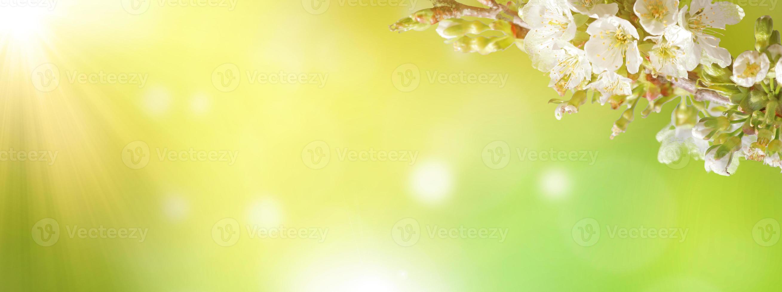 Beautiful nature view of spring flowering trees on blurred background. photo