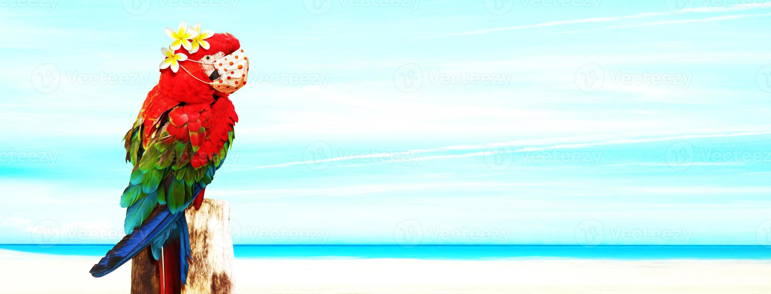Macaw parrot with medical mask on vacation photo