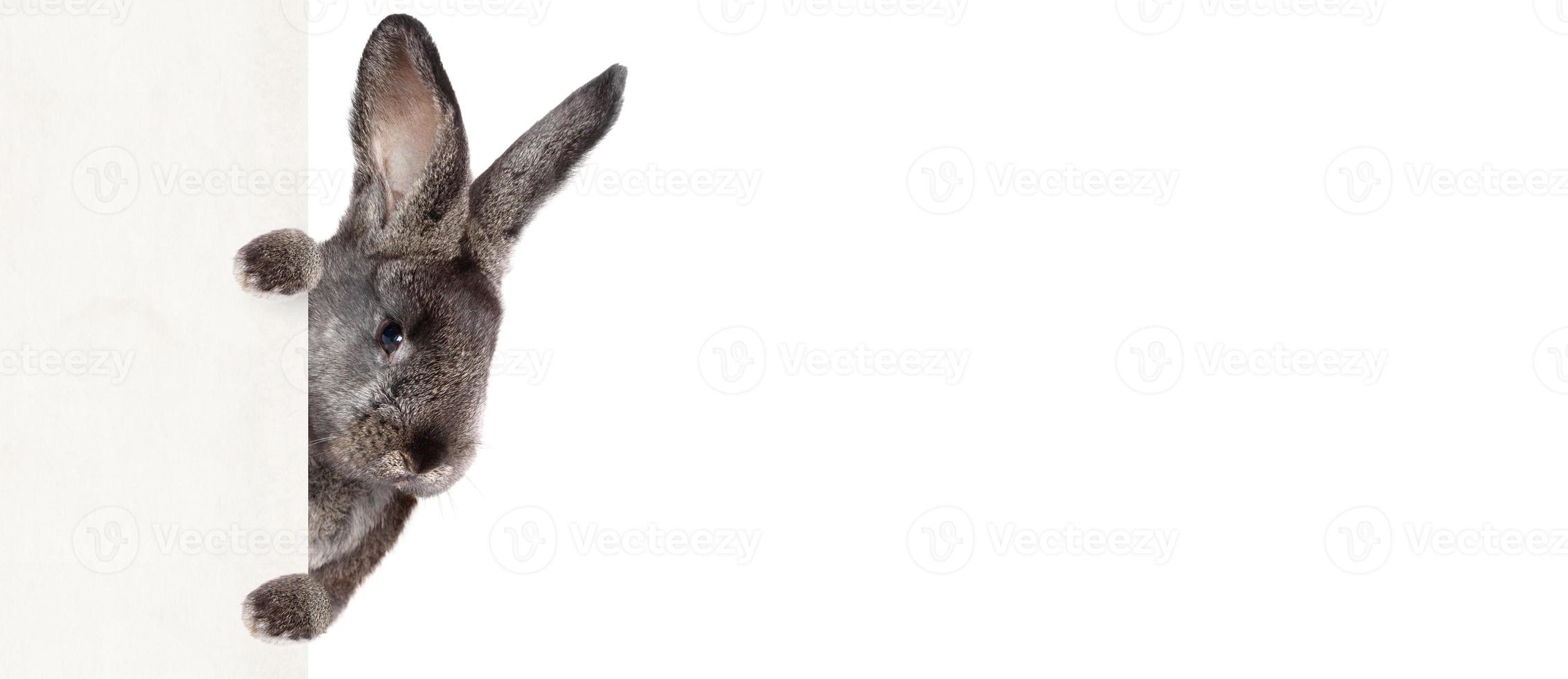 divertido conejito de pascua. feliz concepto de vacaciones de pascua. foto