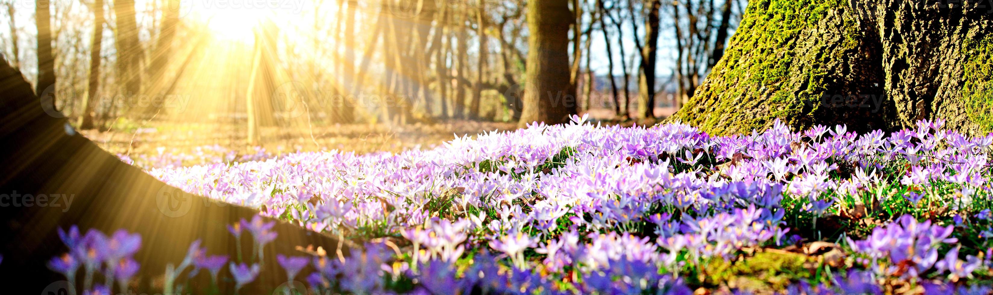 Blooming purple crocus flowers in a soft focus on a sunny spring day photo