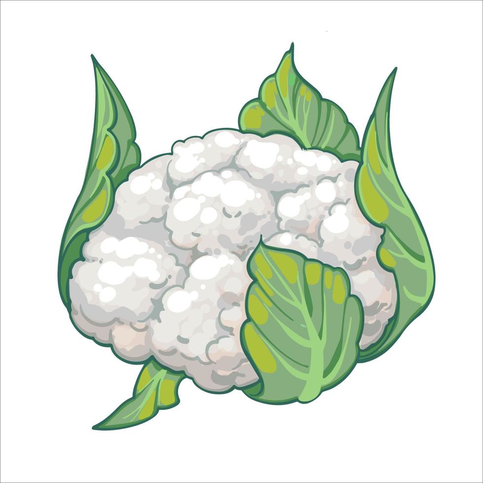 Cauliflower, hand drawn vector illustration isolated on white background. Fresh cartoon vegetable. Seasonal vegetables.
