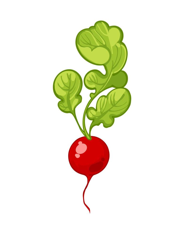 Juicy ripe radish with herbs isolated on white background. Hand drawn color Vector illustration. Healthy vegetables icons. Clipart.  Fresh cartoon vegetable.