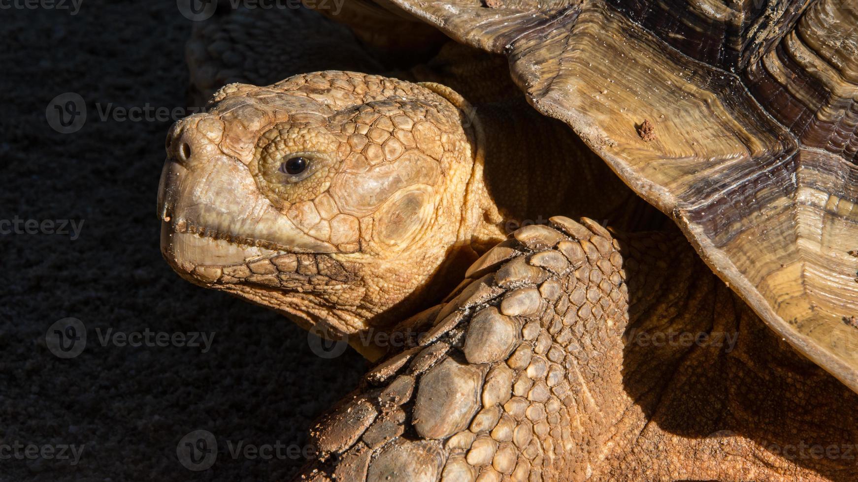 turtle, mouth open, showing teeth, close up, on a black background photo