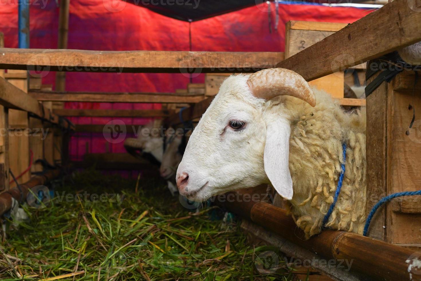 Goat or lamb kambing qurban in animal markets to prepare sacrifices on Eid al Adha, Idul Adha, Idul Qurban. photo